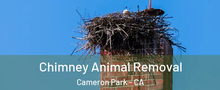  Chimney Animal Removal Cameron Park - CA