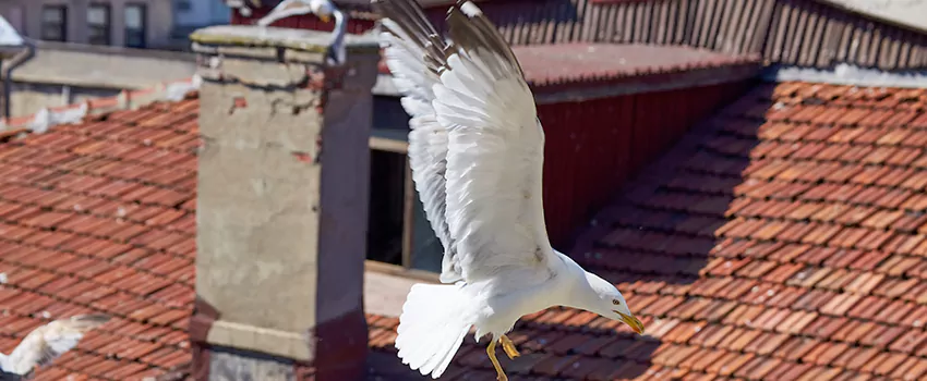 Residential Chimney Animal Removal Solution in Cameron Park, CA